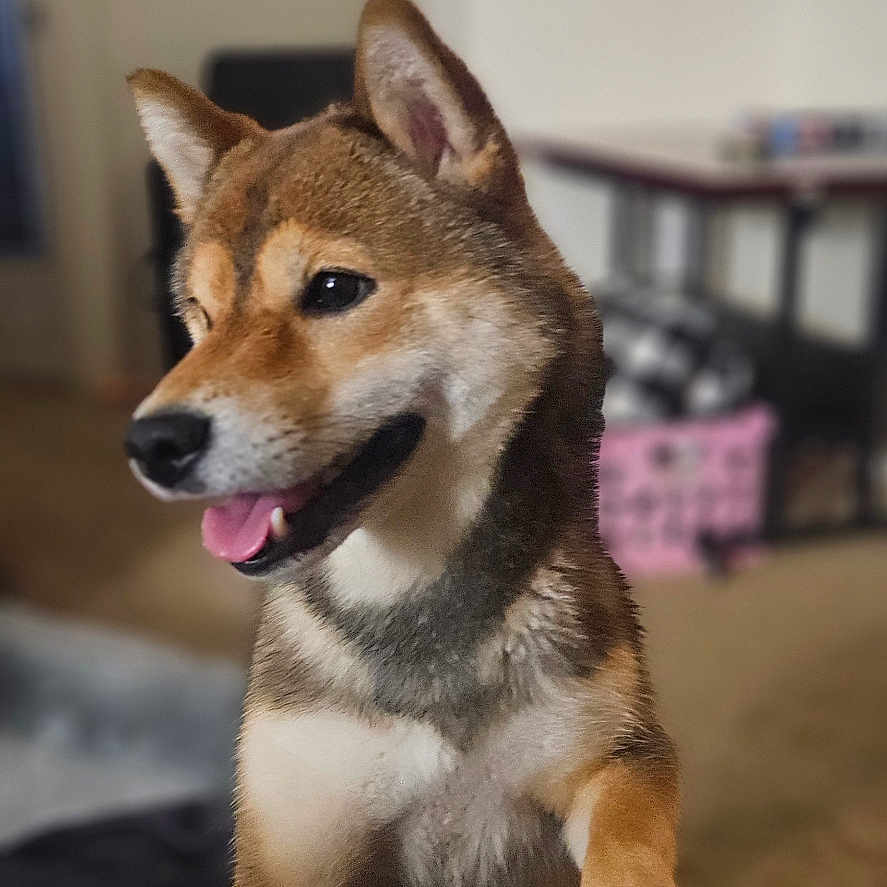 Denji is registered to the contest to win money with this photo: dog, puppy, shiba_inu, indoor, pet, canine, tongue_out, cute, animal, fur, ears, happy, portrait, looking_away, blurred_background, floor, table, chair, household, mammal