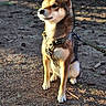 Denji is registered to the contest to win money with this photo: alert, animal, canine, closeup, cone, daylight, dog, ears, forest, fur, ground, harness, leash, mammal, nature, outdoor, pet, pine_needle, sitting, sunlight