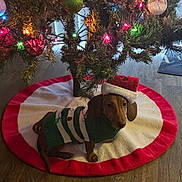 Hot Dog joined the competition — help win amazing prizes! dog, dachshund, christmas_tree, christmas_lights, ornaments, holiday_sweater, santa_hat, tree_skirt, indoor, wood_floor, festive, pet, cute, holiday, decorations, small_dog, christmas, animal, mammal, seasonal