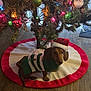 dog, dachshund, christmas_tree, christmas_lights, ornaments, holiday_sweater, santa_hat, tree_skirt, indoor, wood_floor, festive, pet, cute, holiday, decorations, small_dog, christmas, animal, mammal, seasonal