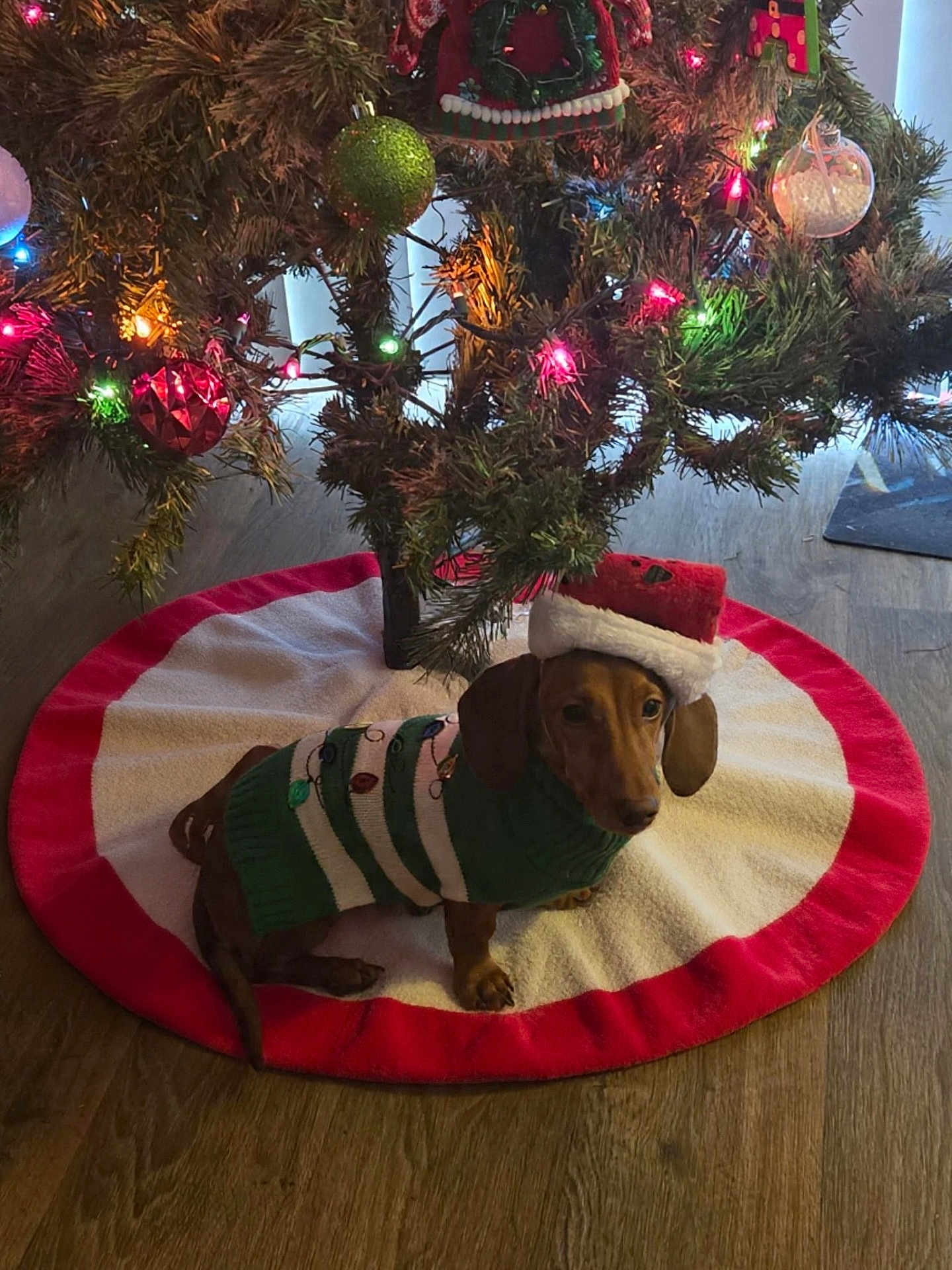 Hot Dog joined the competition — help win amazing prizes! dog, dachshund, christmas_tree, christmas_lights, ornaments, holiday_sweater, santa_hat, tree_skirt, indoor, wood_floor, festive, pet, cute, holiday, decorations, small_dog, christmas, animal, mammal, seasonal