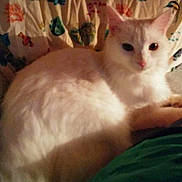 Karma is registered to the contest to win money with this photo: