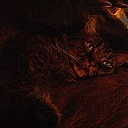 Elvis joined the competition — help win amazing prizes!