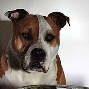 Salopard participe au concours pour gagner de l'argent avec cette photo : animal, brown, calm, closeup, companion, dog, ears, expression, face, fur, indoors, looking, muzzle, pet, portrait, shadow, snout, texture, wall, white