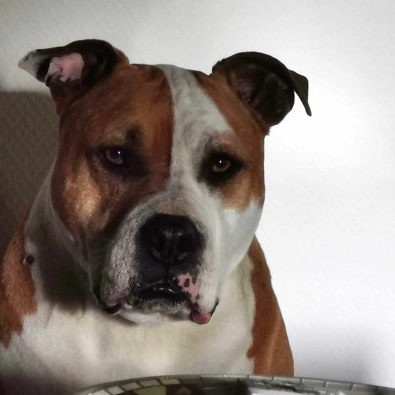 Salopard participe au concours pour gagner de l'argent avec cette photo : animal, brown, calm, closeup, companion, dog, ears, expression, face, fur, indoors, looking, muzzle, pet, portrait, shadow, snout, texture, wall, white