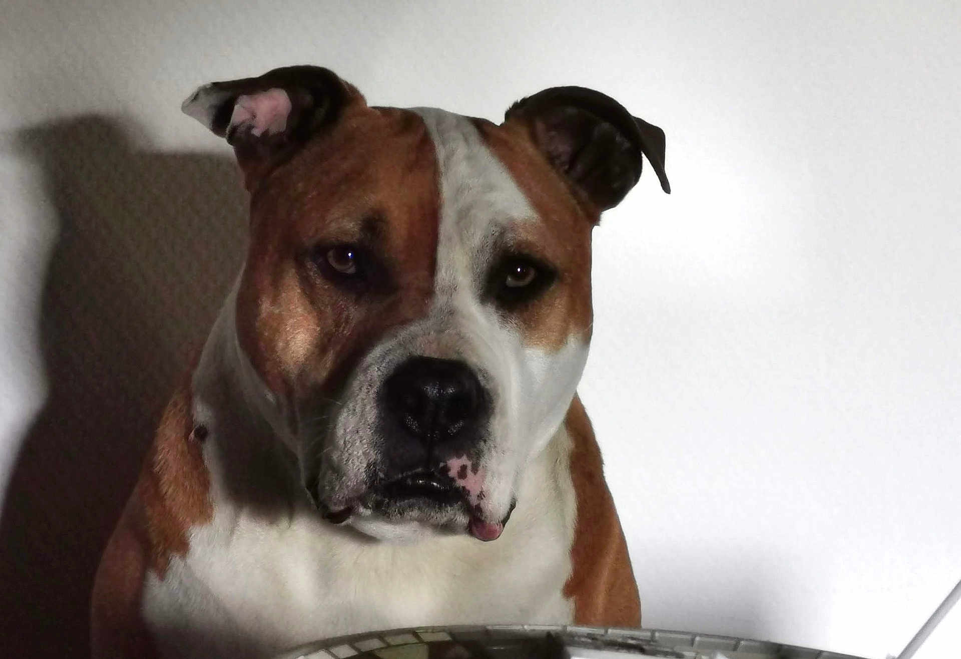 Salopard participe au concours pour gagner de l'argent avec cette photo : animal, brown, calm, closeup, companion, dog, ears, expression, face, fur, indoors, looking, muzzle, pet, portrait, shadow, snout, texture, wall, white