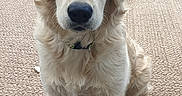 Apy participe au concours pour gagner de l'argent avec cette photo : dog, golden_retriever, puppy, pet, animal, fur, sitting, indoors, rug, patio, door, eyes, ears, nose, floor, tile, outdoor, greenery, collar, cute