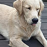 animal, calm, canine, cute, dog, domestic_animal, fluffy, friendly, fur, golden_retriever, laying_down, mammal, nature, outdoor, pet, relaxed, resting, sleepy, tongue_out, wooden_deck