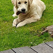 Apy a rejoint le concours — aidez-le/la à gagner de superbes lots ! dog, puppy, golden_retriever, pet, grass, outdoor, lawn, stick, playing, lying_down, sitting, floppy_ears, cream_fur, brown_eyes, open_mouth, happy, backyard, wooden_deck, log, nature