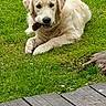 dog, puppy, golden_retriever, pet, grass, outdoor, lawn, stick, playing, lying_down, sitting, floppy_ears, cream_fur, brown_eyes, open_mouth, happy, backyard, wooden_deck, log, nature