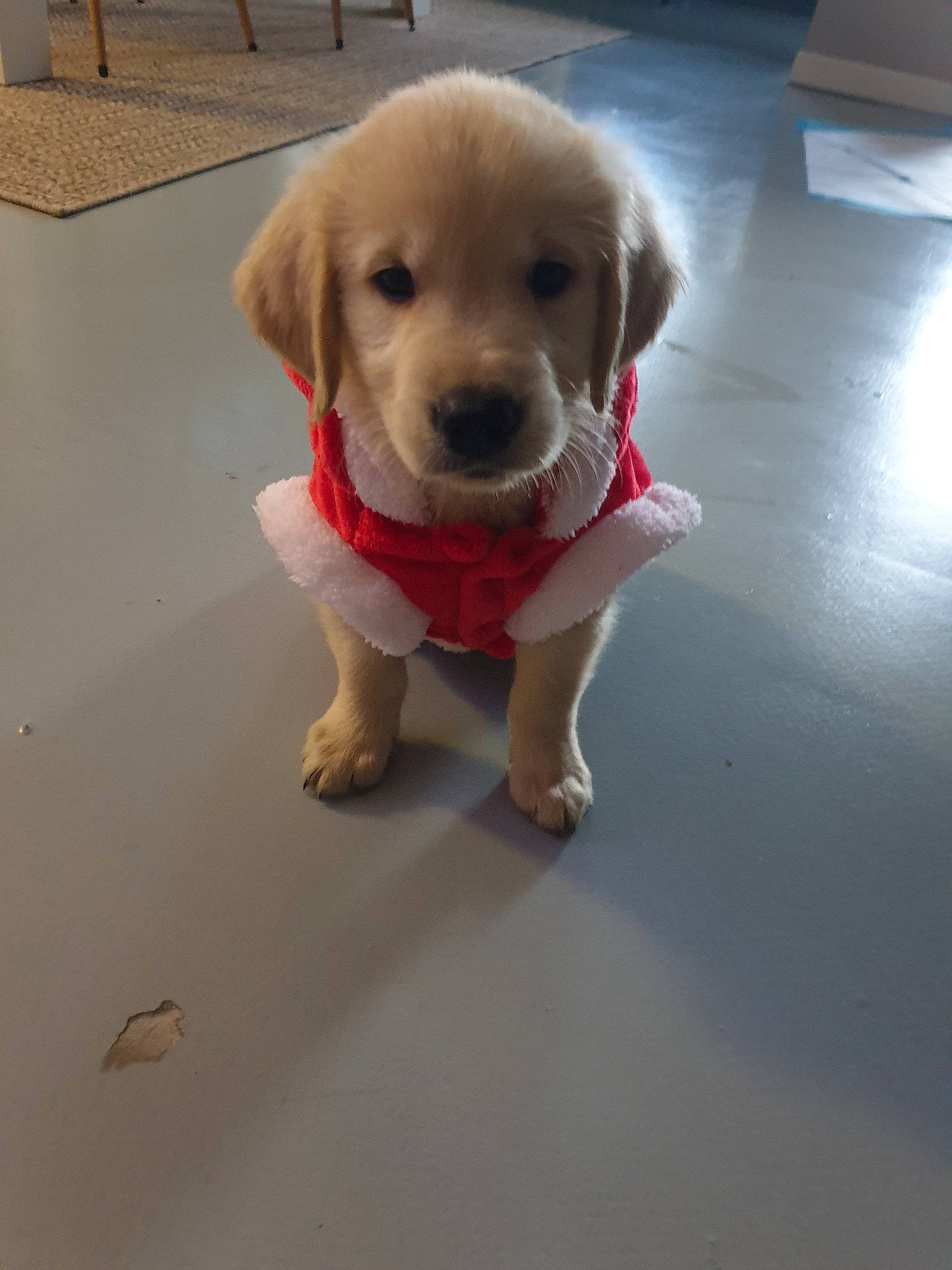 Apy a rejoint le concours — aidez-le/la à gagner de superbes lots ! adorable, animal, costume, curious, cute, dog, festive, floor, fur, golden_retriever, holiday, indoor, mammal, pet, puppy, red, small, standing, white, young