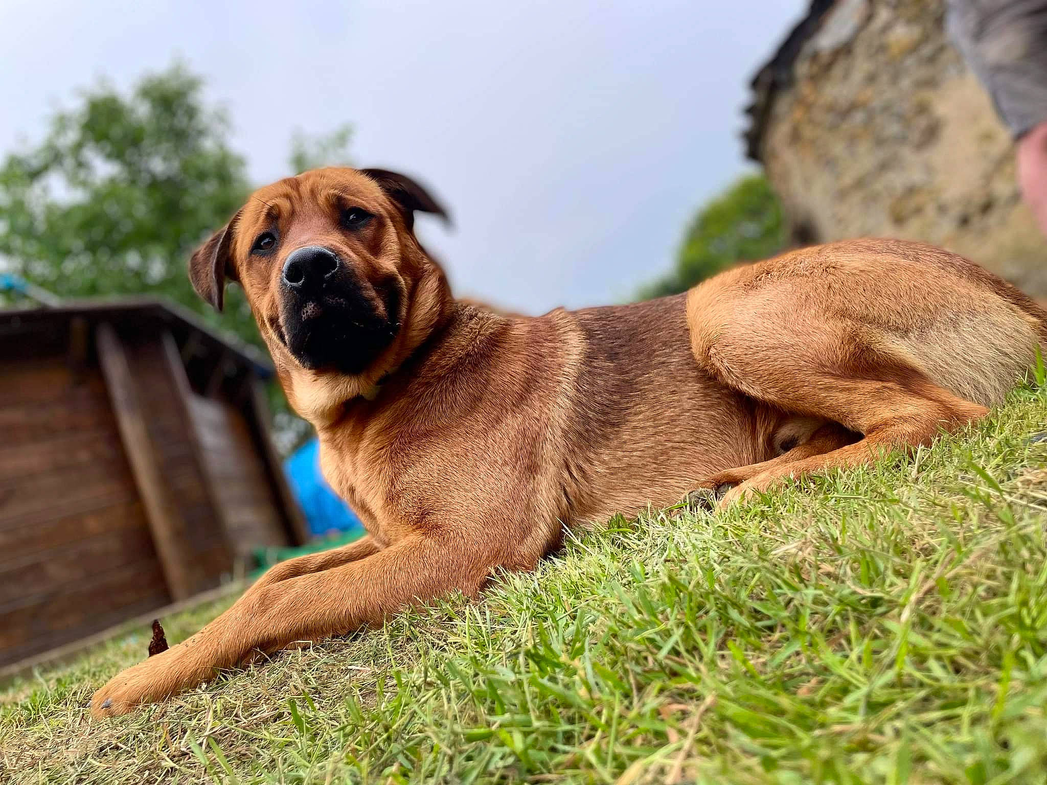 Royce a rejoint le concours — aidez-le/la à gagner de superbes lots ! canidae, carnivore, collar, companion_dog, dog, dog_breed, fawn, grass, guard_dog, hunting_dog, liver, plant, sky, snout, sporting_group, terrestrial_animal, tree, whiskers, working_animal, working_dog