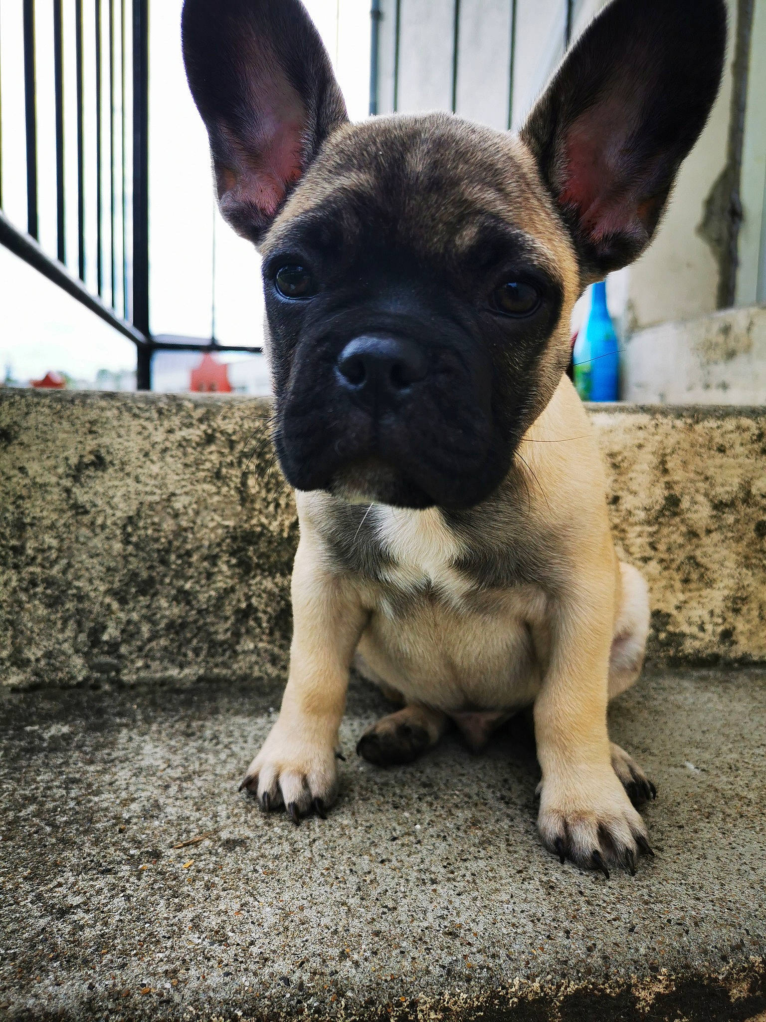 Rio a rejoint le concours — aidez-le/la à gagner de superbes lots ! bulldog, canidae, carnivore, companion_dog, dog, dog_breed, fawn, french_bulldog, mammal, non_sporting_group, puppy, rare_breed_dog, snout, toy_bulldog, vertebrate, whiskers