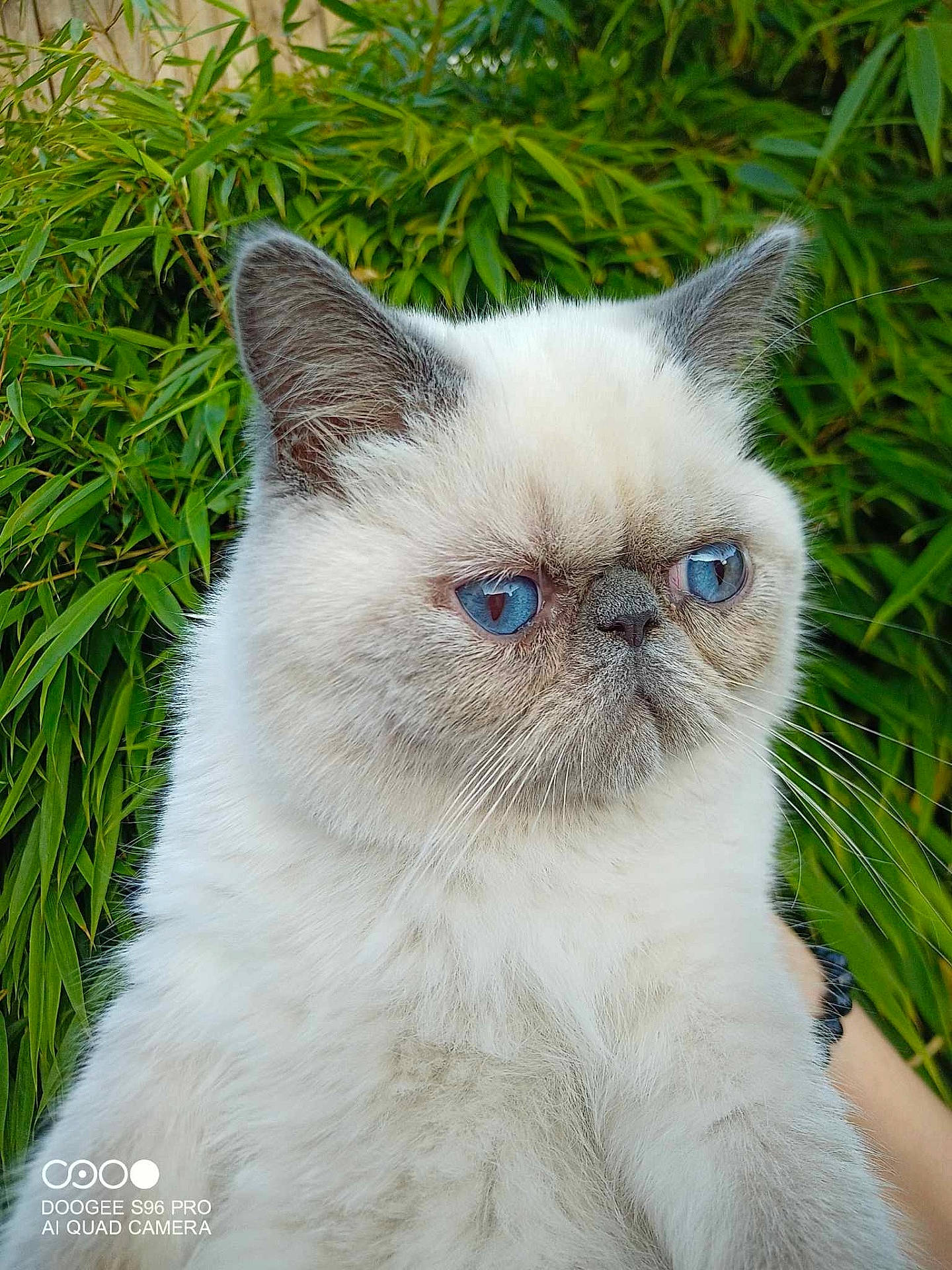 Bounty participe au concours pour gagner de l'argent avec cette photo : angora, animal, cat, grass, kitten, manx, pet, plant, siamese