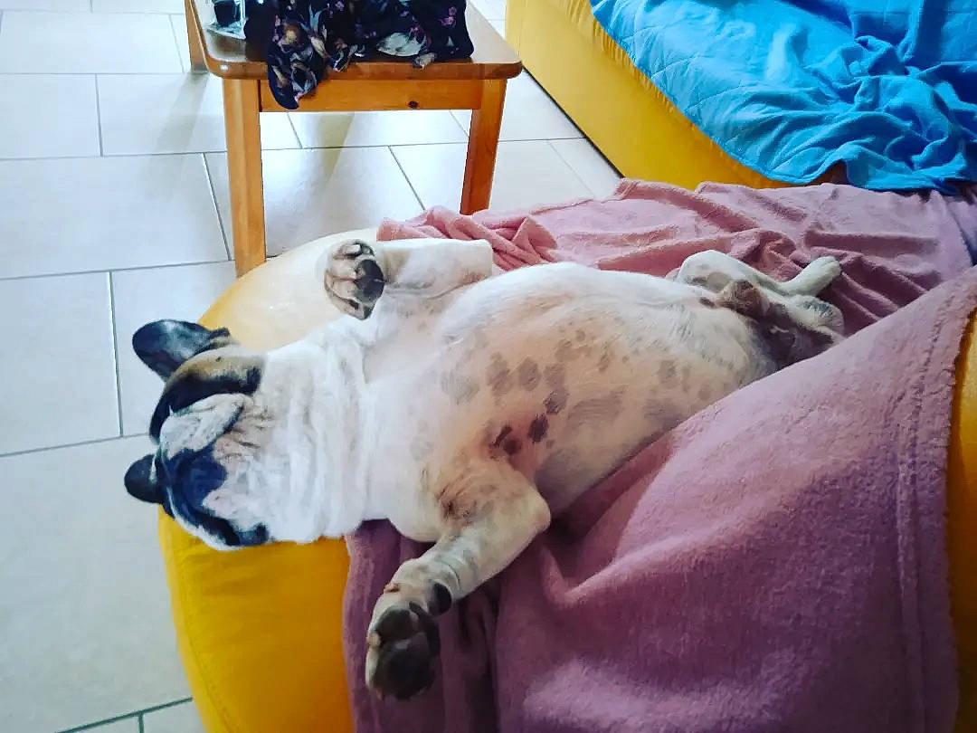 Jack a rejoint le concours — aidez-le/la à gagner de superbes lots ! canidae, carnivore, comfort, companion_dog, dog, dog_breed, dog_supply, fawn, felidae, fur, linens, nap, non_sporting_group, small_to_medium_sized_cats, snout, sporting_group, tail, terrestrial_animal, whiskers, working_animal