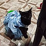 Concha is registered to the contest to win money with this photo: cat, kitten, black_cat, pet, floor, dress, blue_dress, clothing, animal, indoor, cute, small, sitting, looking_up, furry, domestic_animal, tile_floor, curious, young_cat, feline