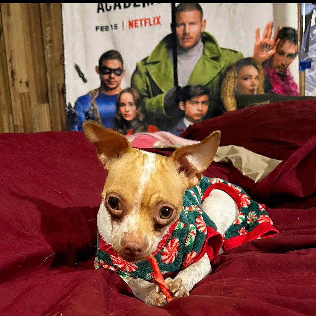 Concha joined the competition — help win amazing prizes! animal, bed, blanket, brown_and_white, chewing, companion, cozy, curious, cute, dog, ears_up, festive, indoor, maroon, people, pet_clothing, poster, small_dog, treat, wood_wall