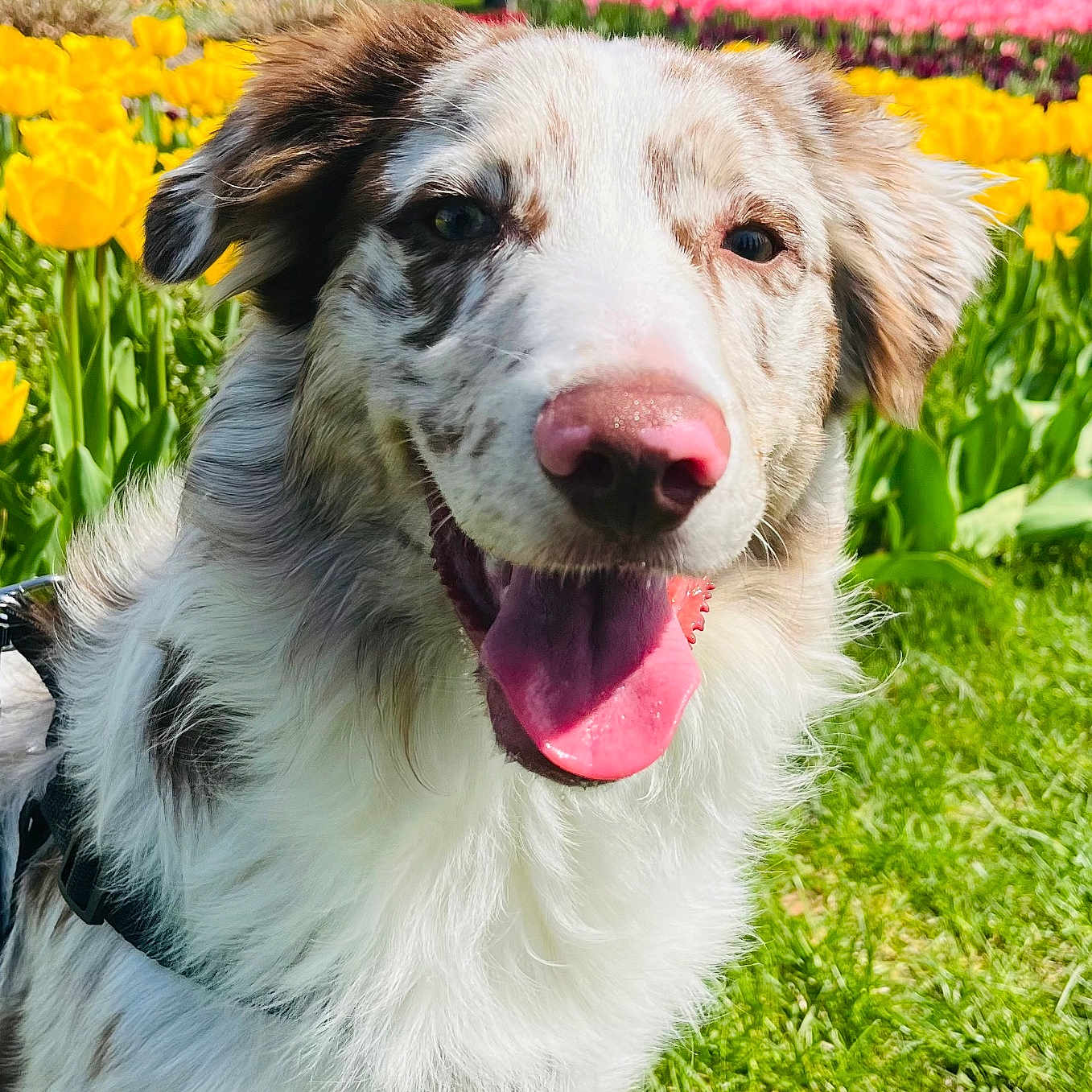 Bentley joined the competition — help win amazing prizes! animal, canine, closeup, daytime, dog, flower_garden, fur, green_grass, happy, leash, nature, outdoor, pet, pink_nose, pink_tulips, smiling, spring, sunlight, tongue_out, yellow_tulips