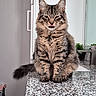 animal, cabinet, cat, cute, domestic_animal, ears, feline, fur, granite_countertop, household, indoor, kitchen, modern, pet, plant, playful, sitting, tabby, tongue_out, whiskers