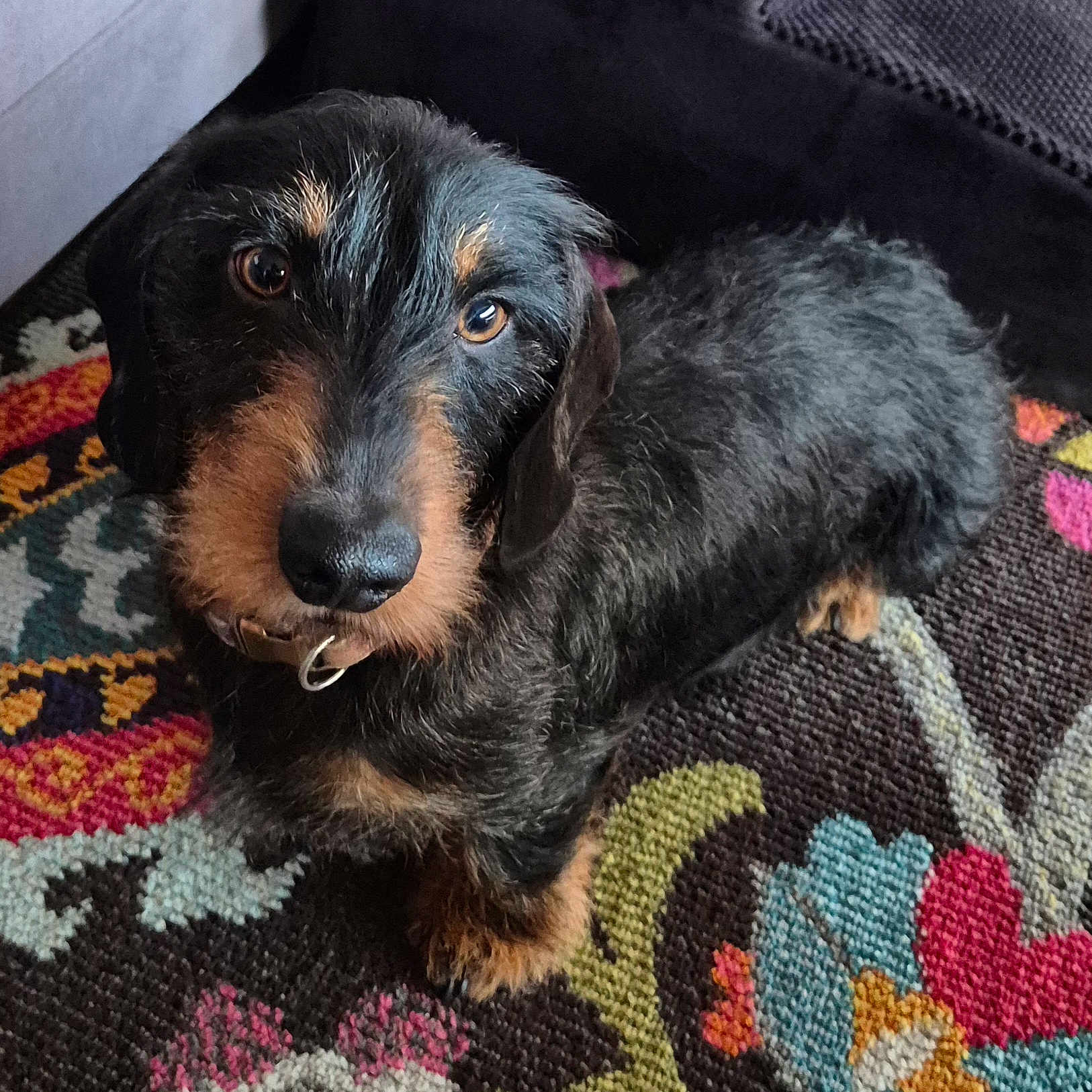 Ti-George participe au concours pour gagner de l'argent avec cette photo : animal, black, brown, carpet, collar, cute, dachshund, dog, domestic_animal, floor, fur, fur_texture, indoors, looking_up, mammal, patterned_rug, pet, portrait, small_dog, wire_haired