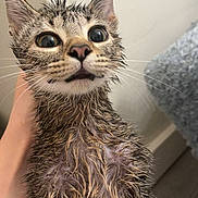 Reeses joined the competition — help win amazing prizes! wet_cat, kitten, animal, pet, fur, wide_eyes, dripping, hand_holding, indoor, confused_expression, close_up, cute, small, young_cat, feline, whiskers, ears, face, fur_texture, domestic_cat