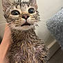 wet_cat, kitten, animal, pet, fur, wide_eyes, dripping, hand_holding, indoor, confused_expression, close_up, cute, small, young_cat, feline, whiskers, ears, face, fur_texture, domestic_cat