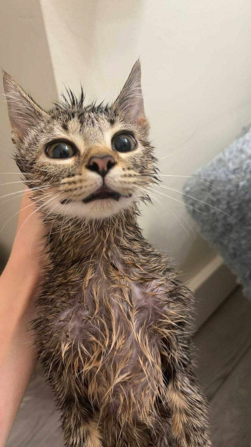 Reeses joined the competition — help win amazing prizes! wet_cat, kitten, animal, pet, fur, wide_eyes, dripping, hand_holding, indoor, confused_expression, close_up, cute, small, young_cat, feline, whiskers, ears, face, fur_texture, domestic_cat