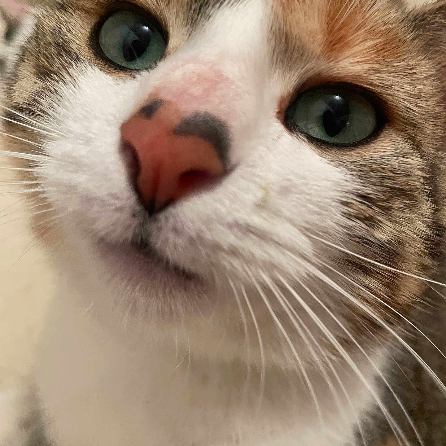 Minette participe au concours pour gagner de l'argent avec cette photo : abyssinian, angora, animal, bodypart, cat, kitten, manx, mouth, person, pet, siamese, snout