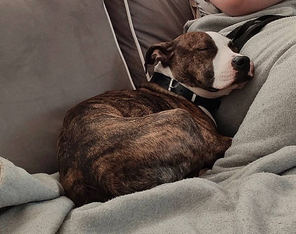 Oméga a rejoint le concours — aidez-le/la à gagner de superbes lots ! american_bulldog, australian_bulldog, canidae, carnivore, comfort, companion_dog, couch, dog, dog_breed, fawn, furniture, nap, non_sporting_group, old_english_bulldog, olde_english_bulldogge, pit_bull, puppy, puppy_love, sleep, valley_bulldog