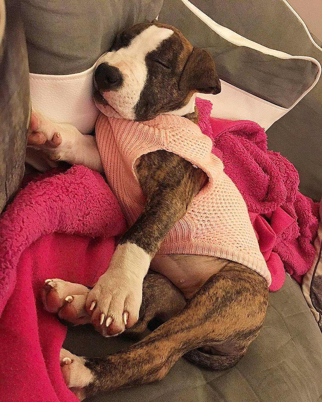 Oméga participe au concours pour gagner de l'argent avec cette photo : canidae, carnivore, comfort, crochet, dog, dog_breed, fawn, fur, leg, nap, non_sporting_group, pink, puppy, puppy_love, sleep, wool