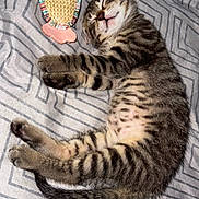 Arès participe au concours pour gagner de l'argent avec cette photo : kitten, cat, sleeping, tabby, striped, plush_toy, fish_toy, bedspread, patterned_bedspread, paw, whiskers, closed_eyes, cute, pet, indoor, resting, feline, soft, cozy, domestic_animal