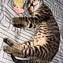 kitten, cat, sleeping, tabby, striped, plush_toy, fish_toy, bedspread, patterned_bedspread, paw, whiskers, closed_eyes, cute, pet, indoor, resting, feline, soft, cozy, domestic_animal