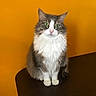 cat, fluffy, gray, white, green_eyes, sitting, table, wooden_table, orange_wall, indoor, pet, feline, portrait, looking_at_camera, fur, whiskers, cute, animal, domestic_cat, calm