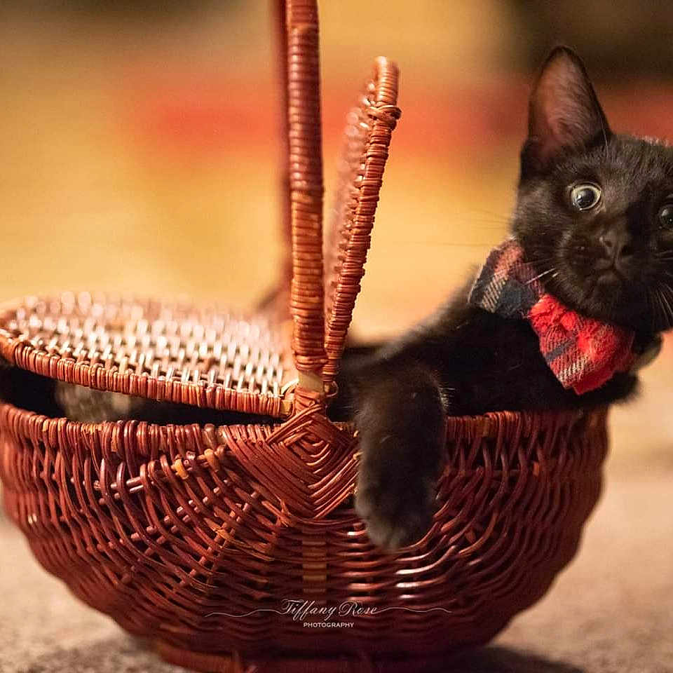 Berry joined the competition — help win amazing prizes! asian, basket, black_cat, burmese, carnivore, cat, devon_rex, felidae, german_rex, kitten, small_to_medium_sized_cats, tail, whiskers, wicker