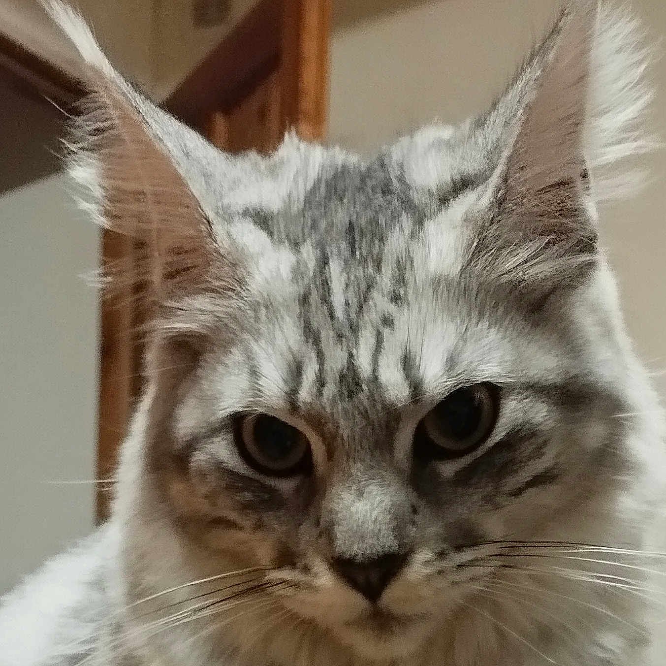 Kiara a rejoint le concours — aidez-le/la à gagner de superbes lots ! animal, cat, close_up, cute, domestic_cat, ears, eyes, face, feline, fluffy, fur, house, indoor, looking, mammal, pet, portrait, silver_tabby, whiskers, young_cat
