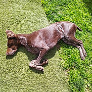 Raya a rejoint le concours — aidez-le/la à gagner de superbes lots ! dog, brown_dog, lying_down, outdoor, grass, artificial_turf, sunlight, nap, relaxed, pet, canine, nature, green, fur, animal, summer, resting, daytime, shadow, ears