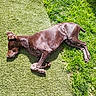 dog, brown_dog, lying_down, outdoor, grass, artificial_turf, sunlight, nap, relaxed, pet, canine, nature, green, fur, animal, summer, resting, daytime, shadow, ears
