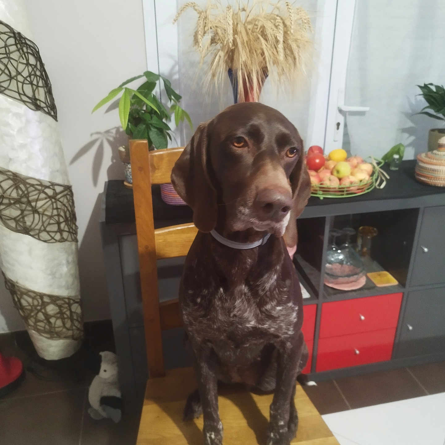 Raya participe au concours pour gagner de l'argent avec cette photo : dog, brown_dog, wooden_chair, indoor, plant, fruit_basket, kitchen, table, cabinet, decor, window, floor, pet, animal, sitting, furniture, domestic, home, calm, still_life