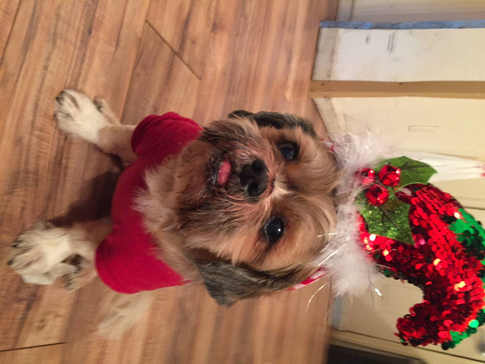 Buddy joined the competition — help win amazing prizes! canidae, carnivore, cavachon, chinese_imperial_dog, christmas, companion_dog, dog, dog_breed, fawn, lhasa_apso, mammal, morkie, non_sporting_group, puppy, puppy_love, schnoodle, shih_tzu, sporting_group, toy_dog, yorkshire_terrier
