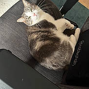Katana participe au concours pour gagner de l'argent avec cette photo : cat, gray_cat, white_cat, indoor, chair, office_chair, armrest, carpet, floor, pet, feline, relaxed, lounging, fur, whiskers, domestic_animal, cute, cozy, home, resting