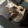 cat, gray_cat, white_cat, indoor, chair, office_chair, armrest, carpet, floor, pet, feline, relaxed, lounging, fur, whiskers, domestic_animal, cute, cozy, home, resting