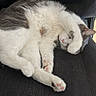 animal, cat, chair, comfortable, cozy, curled_up, cute, feline, fur, gray, indoor, noblechairs, paw, pet, pink_paw_pads, relaxed, resting, sleeping, soft, white