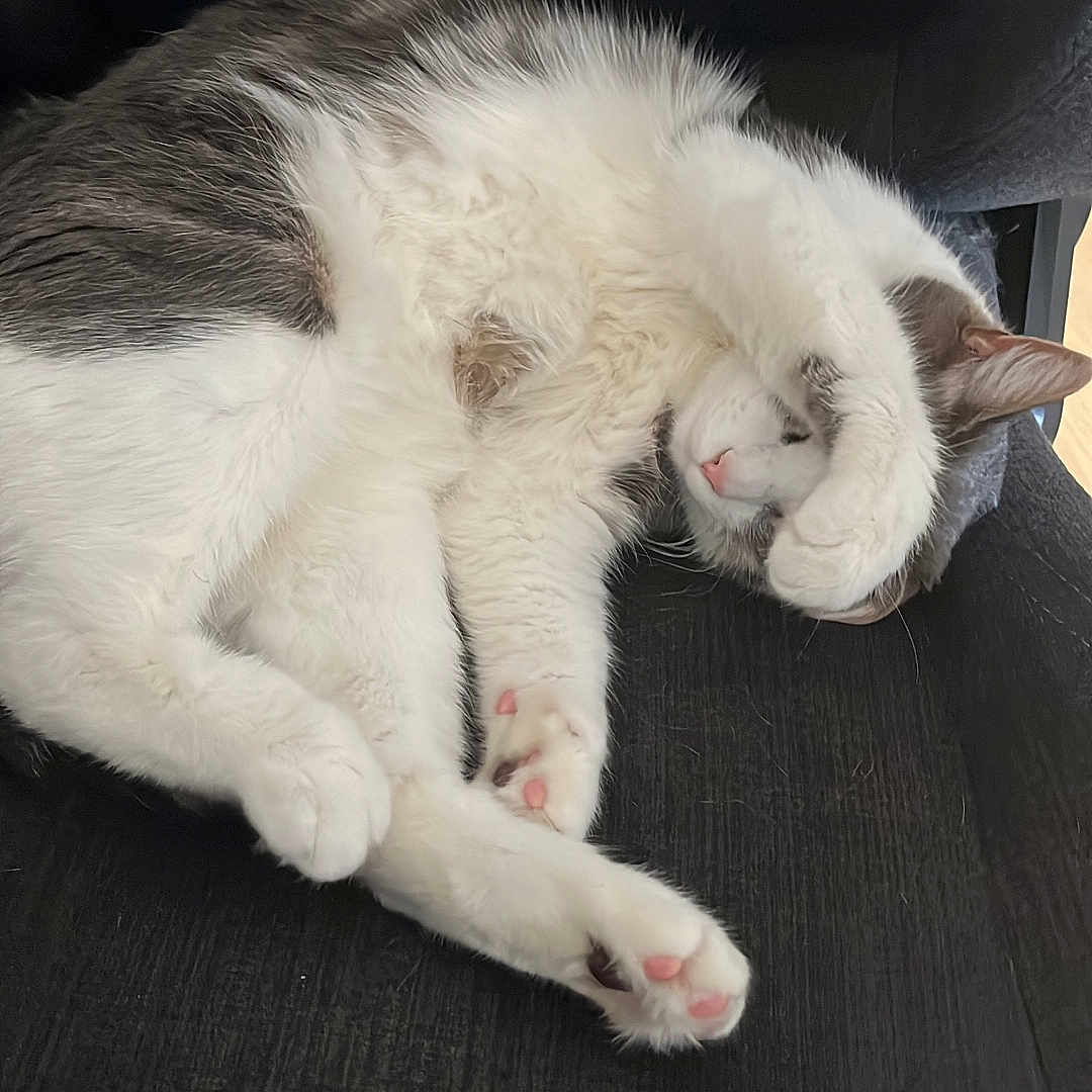 Katana participe au concours pour gagner de l'argent avec cette photo : animal, cat, chair, comfortable, cozy, curled_up, cute, feline, fur, gray, indoor, noblechairs, paw, pet, pink_paw_pads, relaxed, resting, sleeping, soft, white