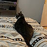 Katana a rejoint le concours — aidez-le/la à gagner de superbes lots ! cat, bed, blanket, patterned_bedspread, indoor, furniture, television, door, room, pet, domestic_animal, relaxing, cozy, sleeping_area, tail, fur, side_view, quiet, resting, home