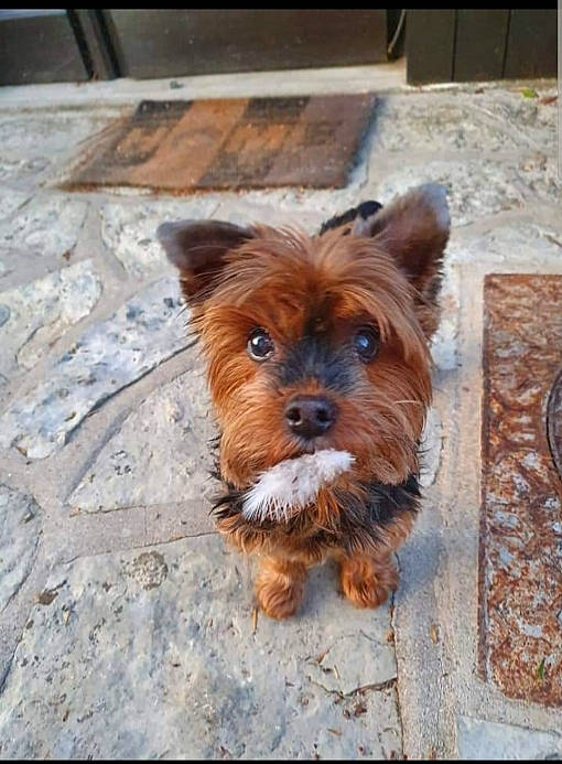 Praline