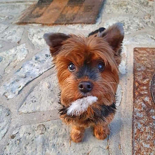 Praline