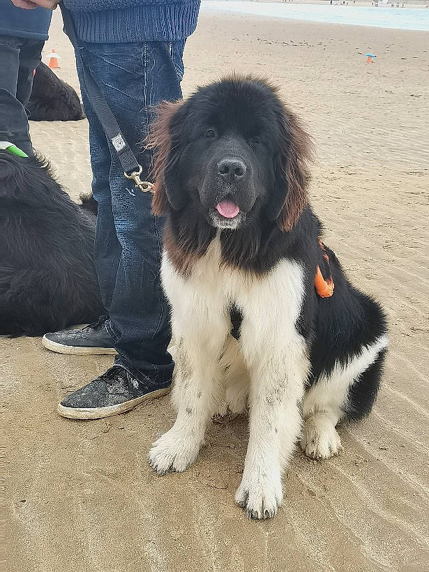 Rebelle participe au concours pour gagner de l'argent avec cette photo : canidae, carnivore, companion_dog, dog, dog_breed, giant_dog_breed, karakachan_dog, landseer, mammal, moscow_watchdog, newfoundland, pyrenean_mastiff, rare_breed_dog, spaniel, sporting_group, stabyhoun, vertebrate, working_dog