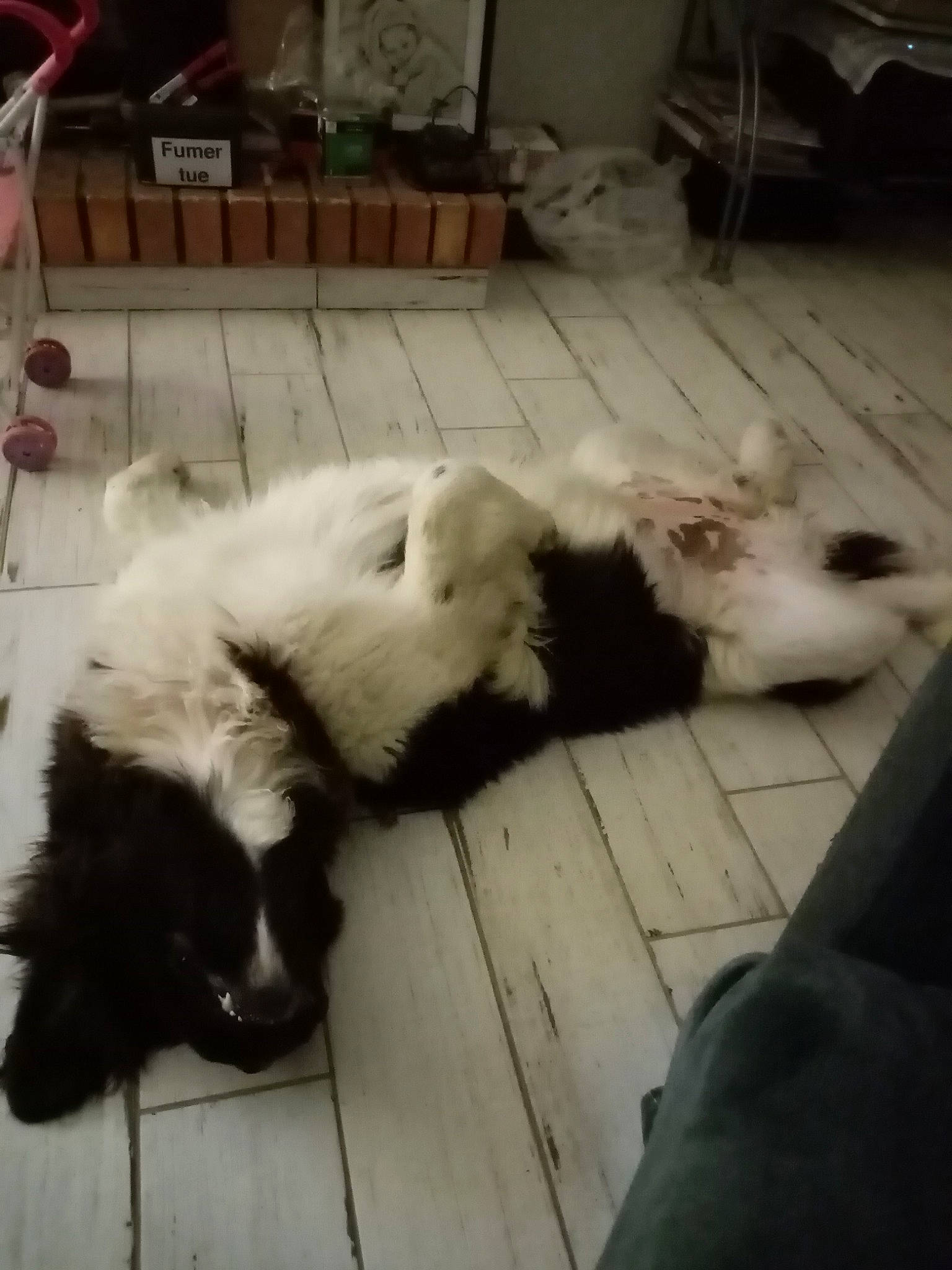 Rebelle a rejoint le concours — aidez-le/la à gagner de superbes lots ! border_collie, canidae, carnivore, companion_dog, dog, dog_breed, floor, landseer, non_sporting_group, puppy, shih_tzu, sporting_group, square, working_dog