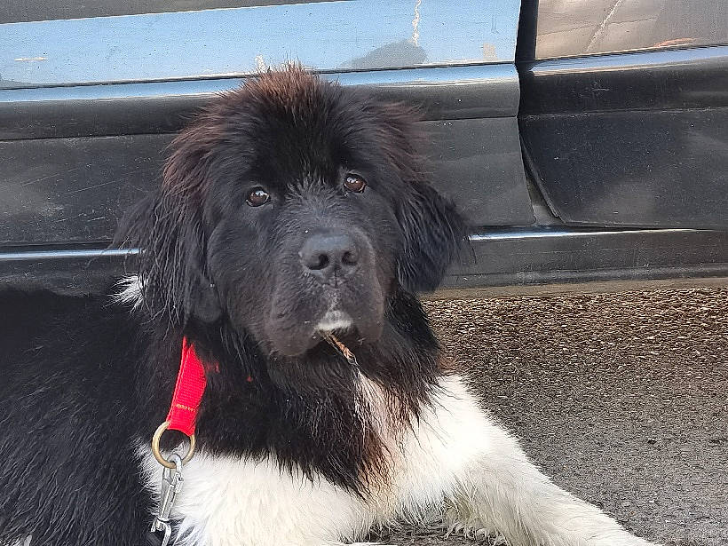 Rebelle participe au concours pour gagner de l'argent avec cette photo : ancient_dog_breeds, canidae, carnivore, companion_dog, dog, dog_breed, gaddi_kutta, giant_dog_breed, karakachan_dog, landseer, mammal, newfoundland, pyrenean_mastiff, rare_breed_dog, snout, spaniel, sporting_group, vertebrate