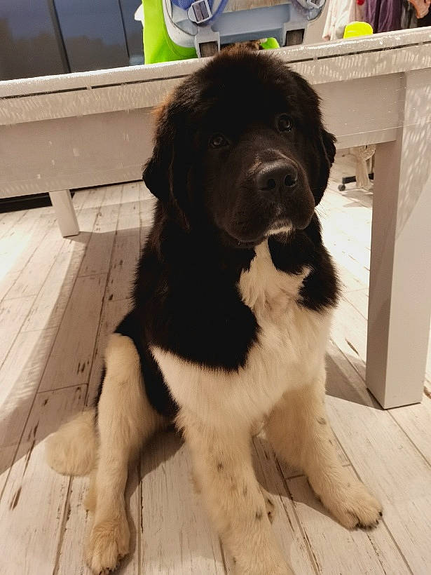 Rebelle participe au concours pour gagner de l'argent avec cette photo : ancient_dog_breeds, canidae, carnivore, companion_dog, dog, dog_breed, drentse_patrijshond, karakachan_dog, landseer, mammal, moscow_watchdog, newfoundland, puppy, pyrenean_mastiff, rare_breed_dog, snout, sporting_group, stabyhoun, vertebrate, working_dog